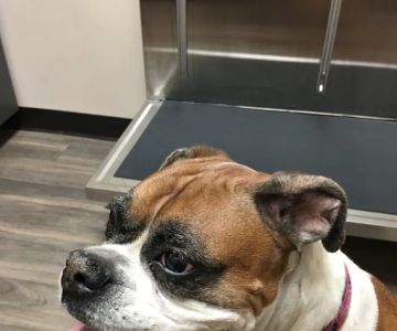 Gandy Animal Hospital