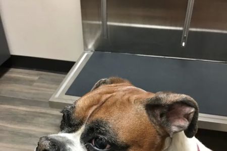 Gandy Animal Hospital