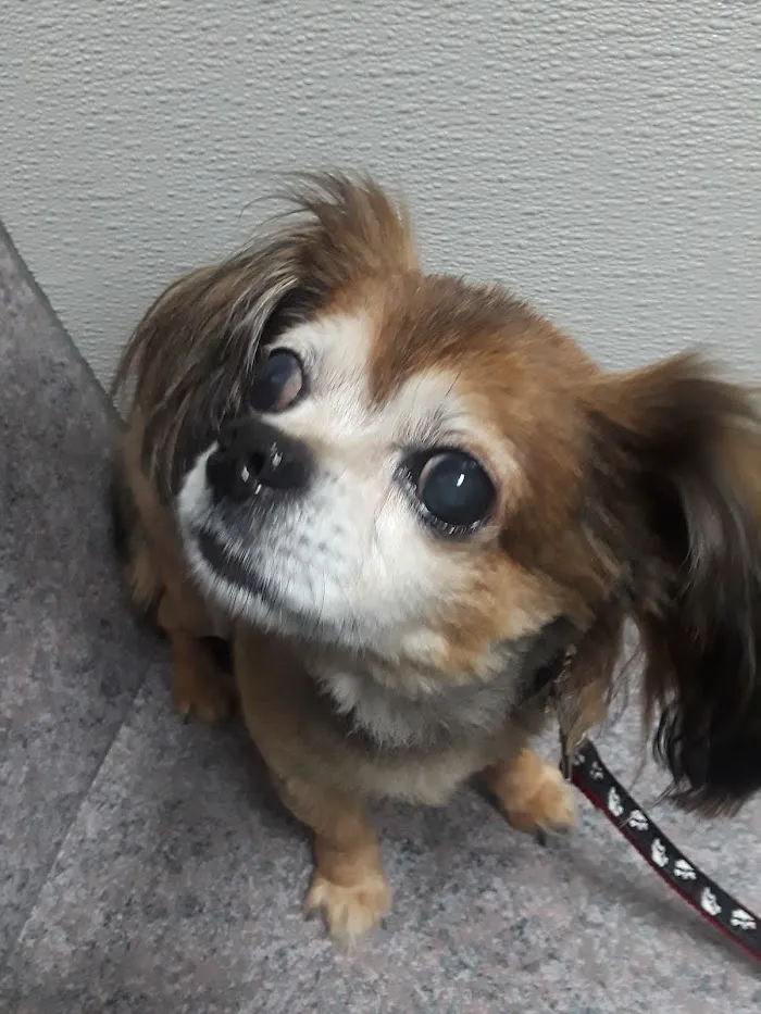 Gandy Animal Hospital 12