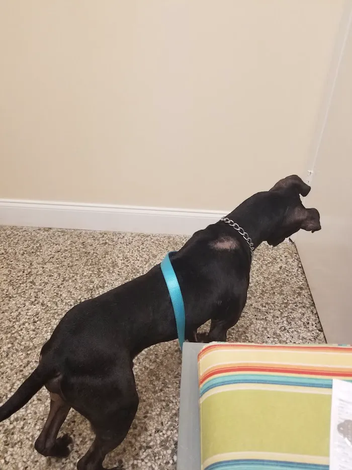 Sunset Park Animal Hospital 12