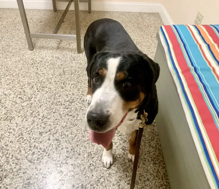Sunset Park Animal Hospital 12
