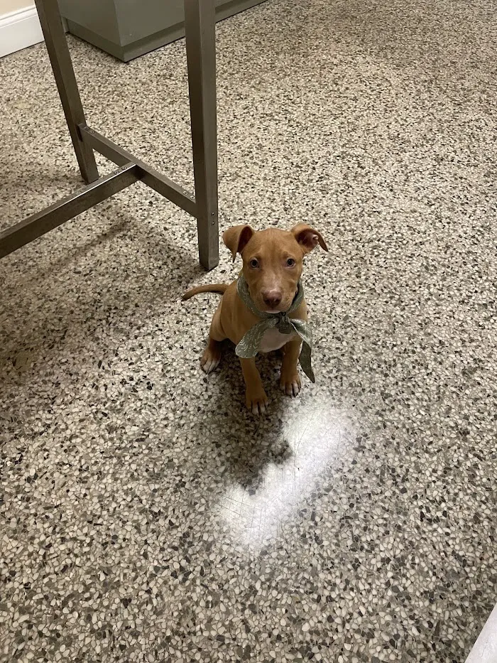 Sunset Park Animal Hospital 12