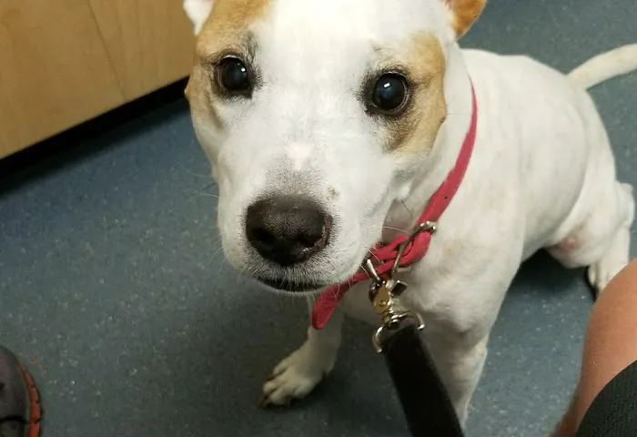 Bayshore Animal Clinic 12