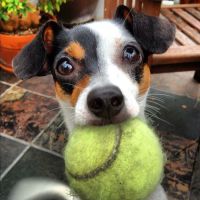 Bayshore Animal Clinic ico