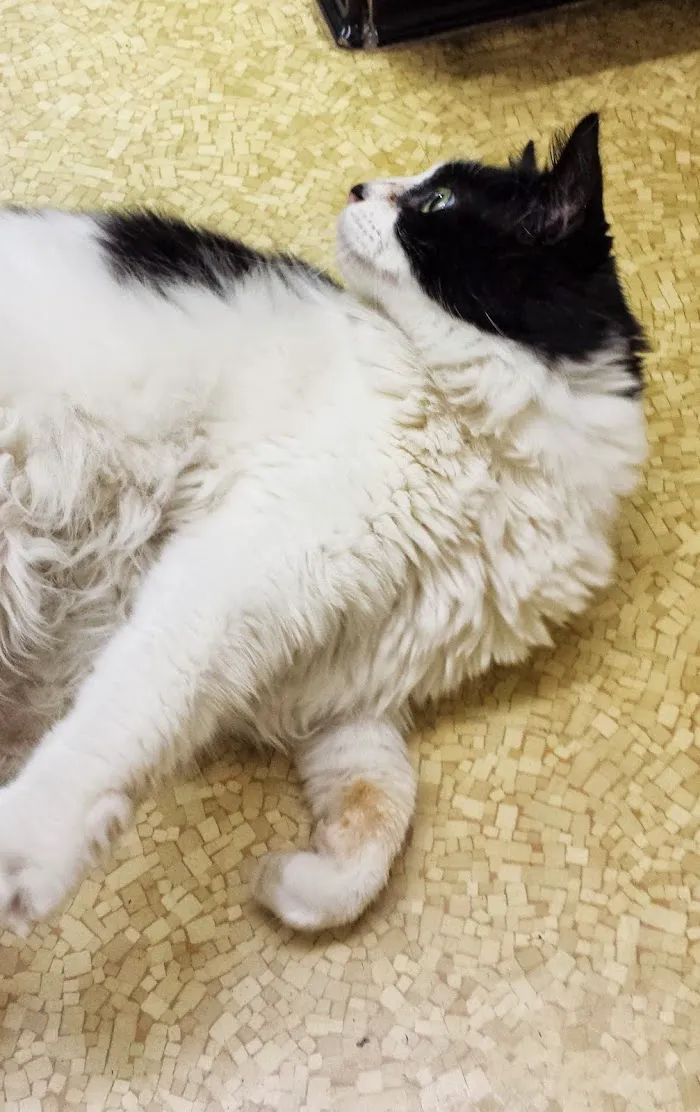Beach Park Animal Clinic 12