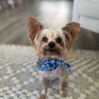Beacon Emergency Veterinary Hospital ico