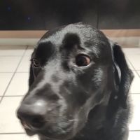Wellswood Midtown Animal Hospital ico