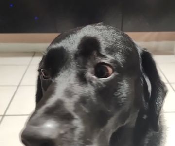 Wellswood Midtown Animal Hospital