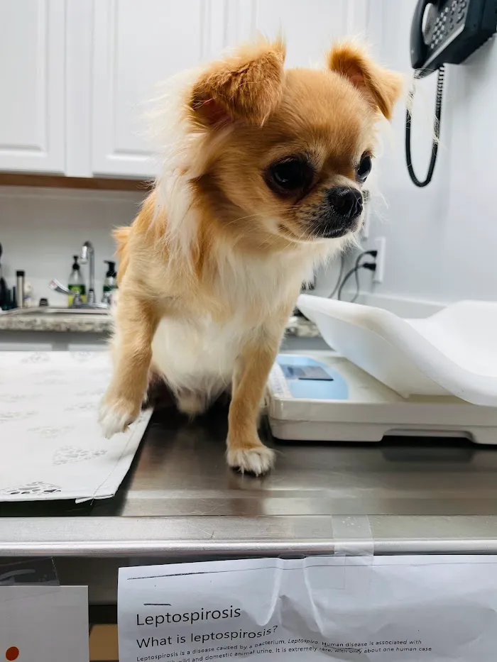 Veterinary Medical Clinic 8