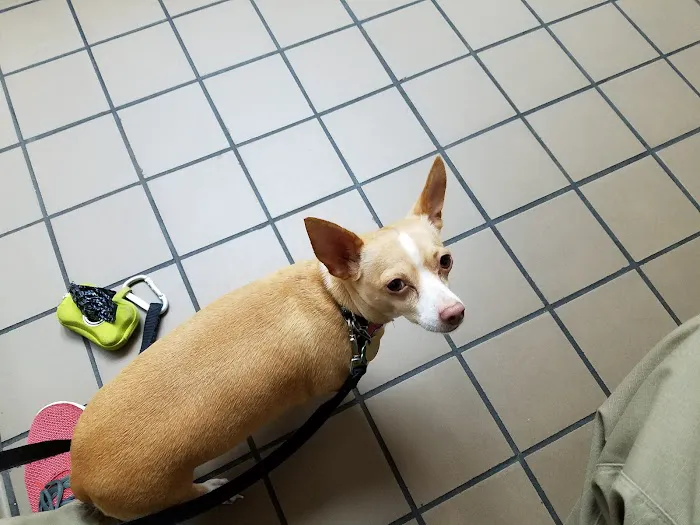Veterinary Medical Clinic 5