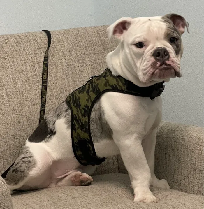 Coastal Animal Clinic - Tampa 12