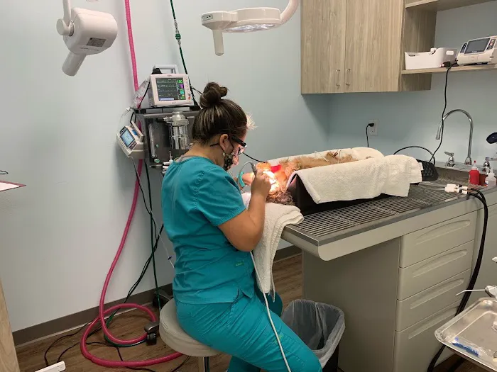 Coastal Animal Clinic - Tampa 12