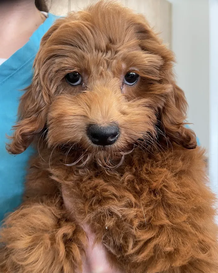 Coastal Animal Clinic - Tampa 12