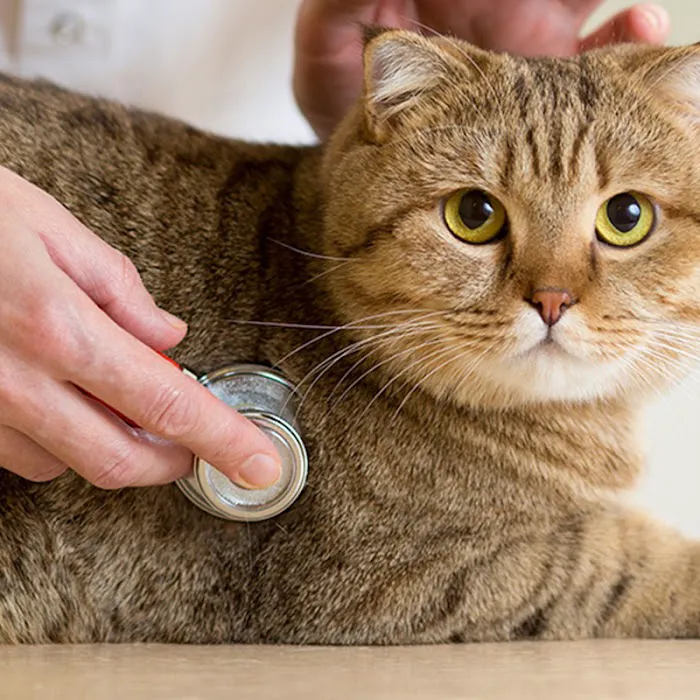 Tampa Veterinary Hospital 12