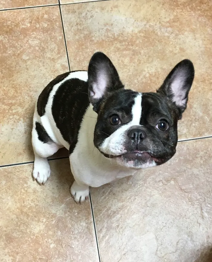 Tampa Veterinary Hospital 12