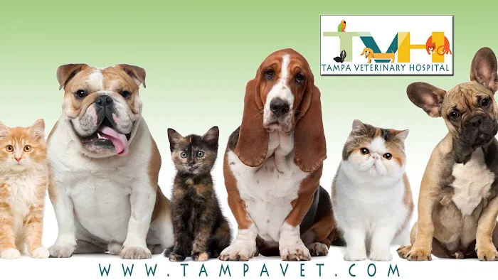Tampa Veterinary Hospital 12