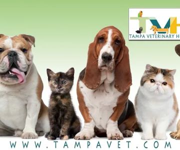 Tampa Veterinary Hospital