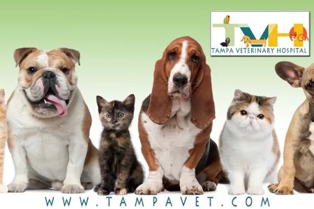 Tampa Veterinary Hospital