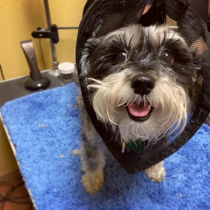 Hyde Park Veterinary Clinic 12