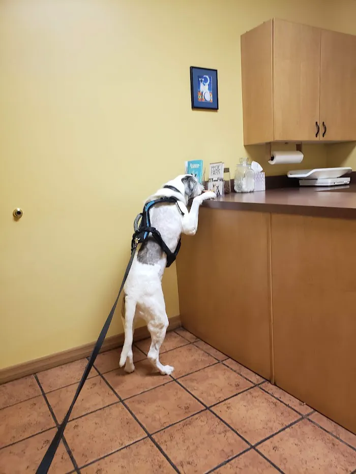 Hyde Park Veterinary Clinic 12
