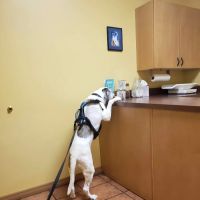 Hyde Park Veterinary Clinic ico