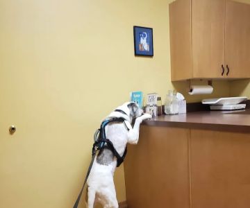 Hyde Park Veterinary Clinic
