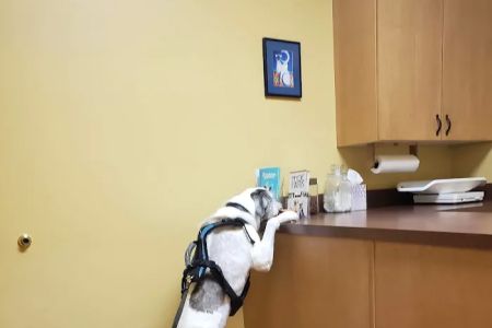 Hyde Park Veterinary Clinic