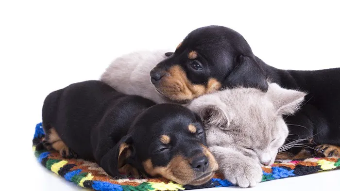 Busch Animal Hospital 12