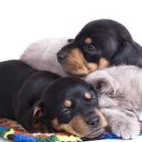 Busch Animal Hospital ico