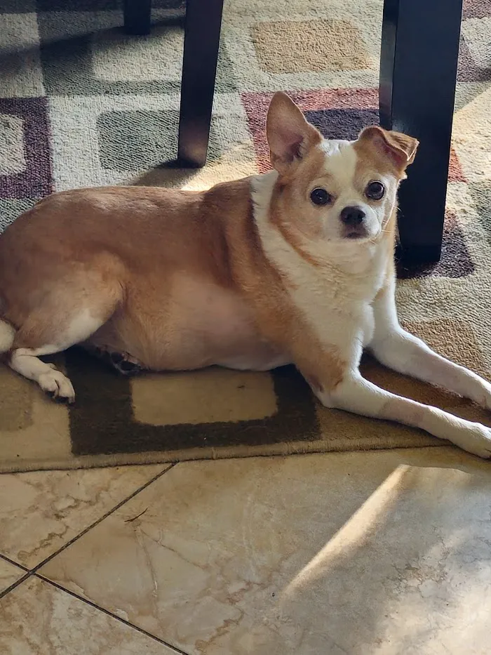 Villa Rosa Veterinary Hospital 12