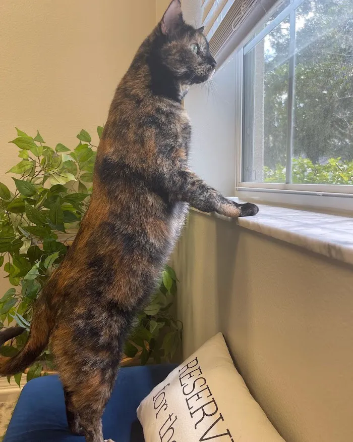 Villa Rosa Veterinary Hospital 12
