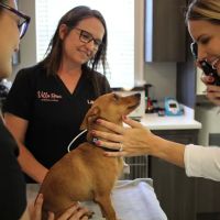 Villa Rosa Veterinary Hospital ico