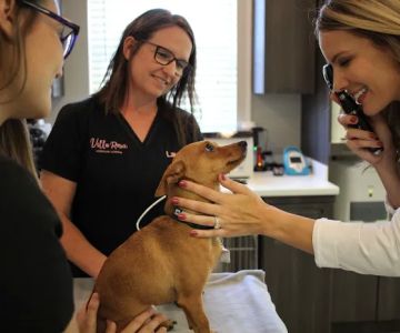 Villa Rosa Veterinary Hospital