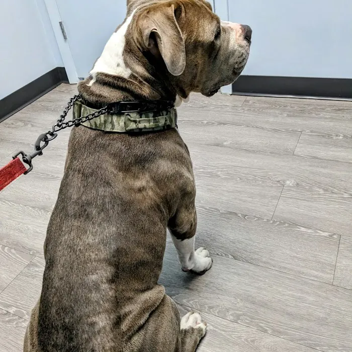 Plantation Animal Hospital of Tampa 1