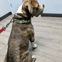 Plantation Animal Hospital of Tampa ico