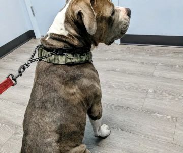 Plantation Animal Hospital of Tampa