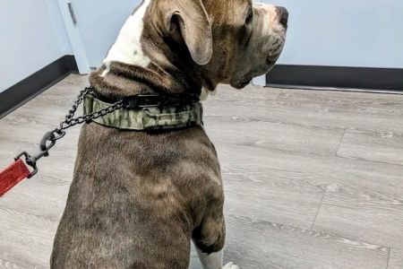 Plantation Animal Hospital of Tampa