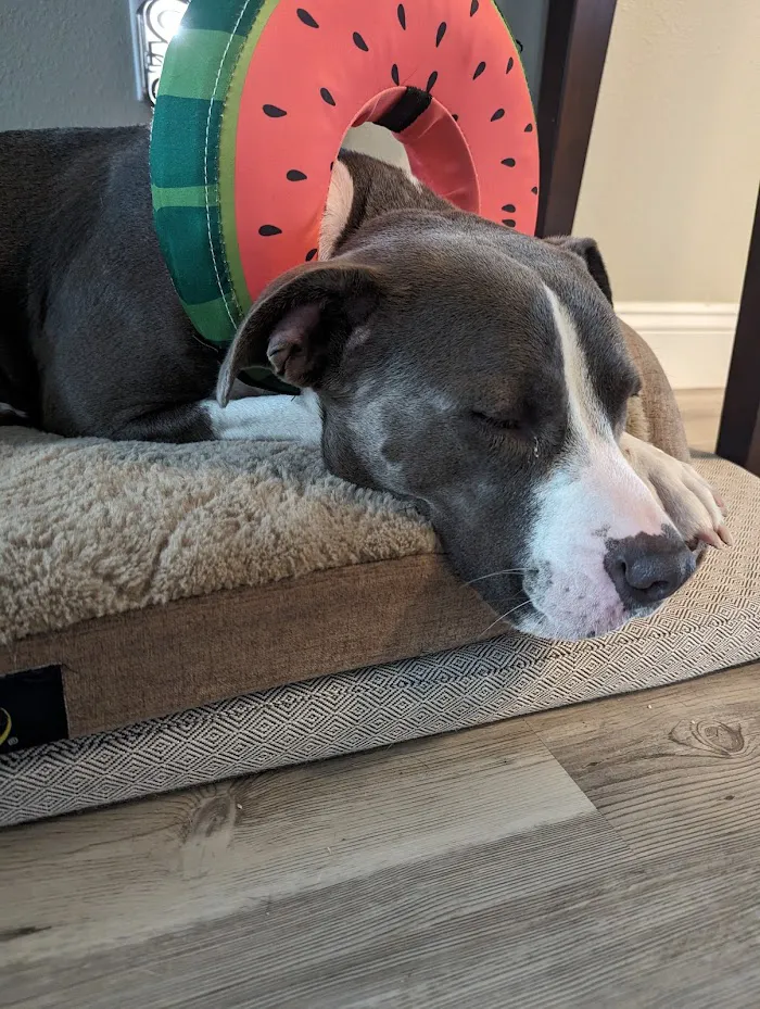 Plantation Animal Hospital of Tampa 6