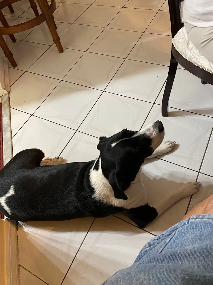 Plantation Animal Hospital of Tampa 8