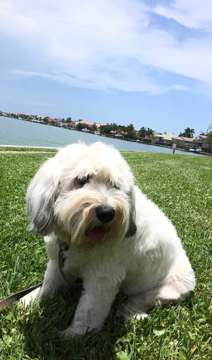 Plantation Animal Hospital of Tampa 9
