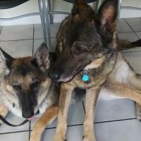 Keene Veterinary Hospital ico