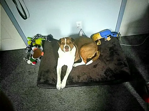 Animal Diagnostic & Wellness Center 12
