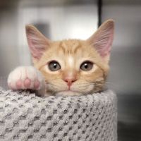 Temple Terrace Animal Hospital ico