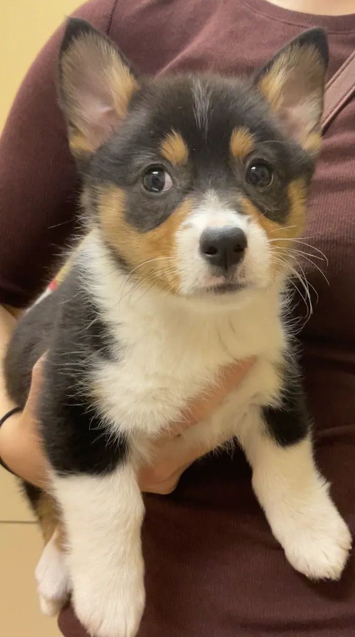 Van Dyke Animal Clinic - Veterinarian 6