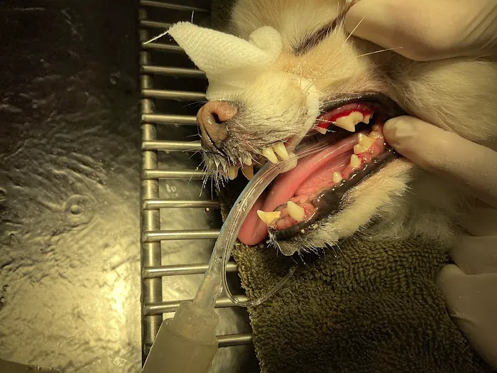 Van Dyke Animal Clinic - Veterinarian 4