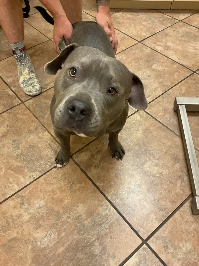 Van Dyke Animal Clinic - Veterinarian 3