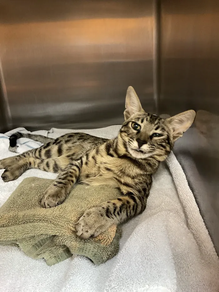 Van Dyke Animal Clinic - Veterinarian 2