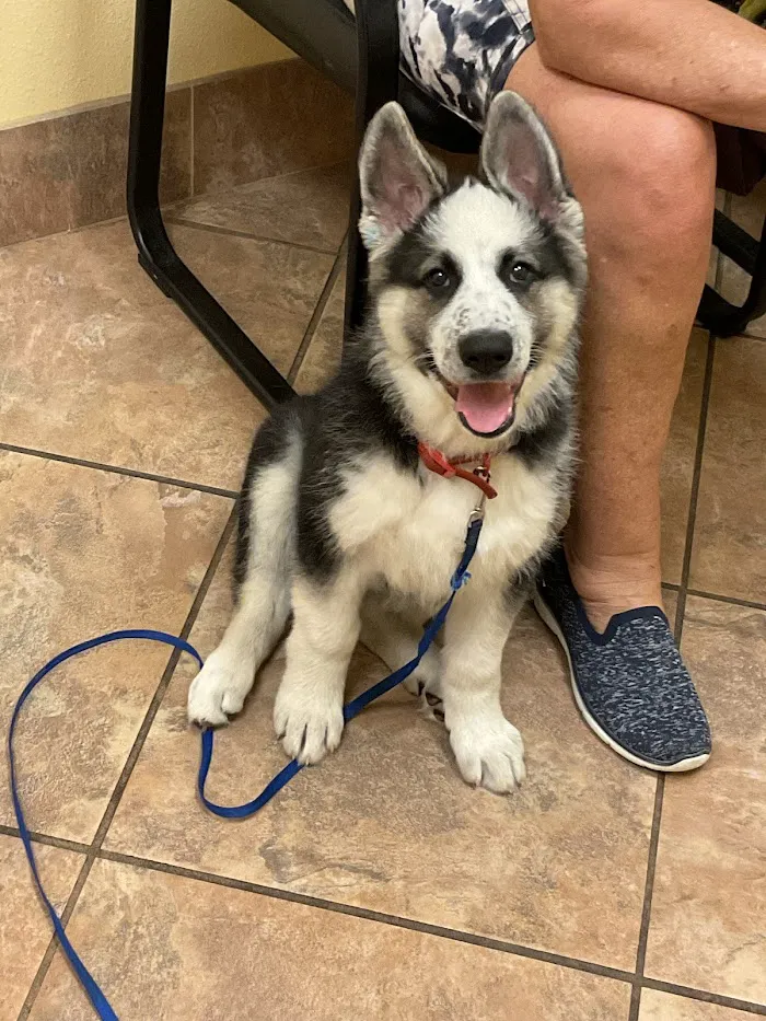 Van Dyke Animal Clinic - Veterinarian 8