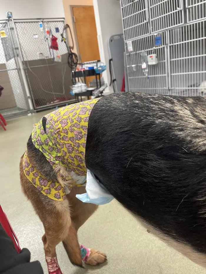 Van Dyke Animal Clinic - Veterinarian 10