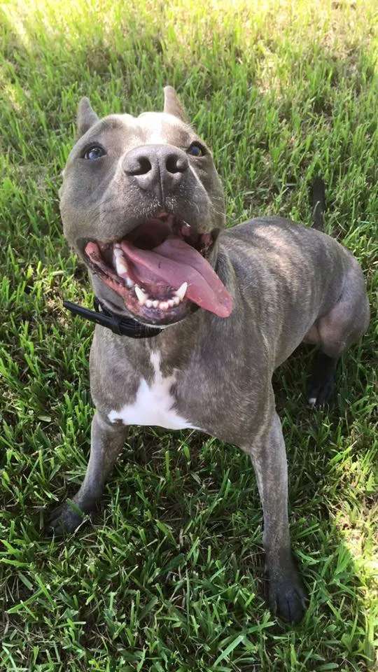 Tampa Palms Animal Hospital 8